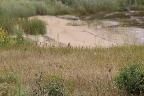 Image of Eleocharis elliptica by (c) Quinten Wiegersma, some rights reserved (CC BY)