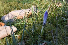 Crocus vernus