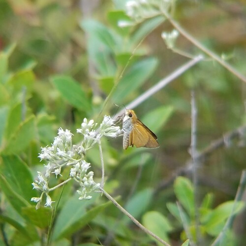 Palmetto Skipper photo 4