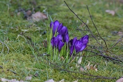 Crocus vernus