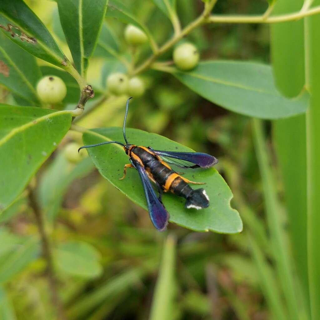 Synanthedon alleri