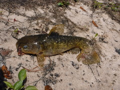 Ameiurus serracanthus