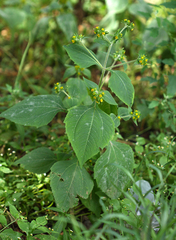 Sigesbeckia pubescens
