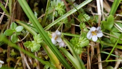 Euphrasia cheesemanii
