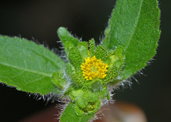 Sigesbeckia pubescens