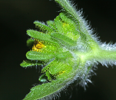 Sigesbeckia pubescens