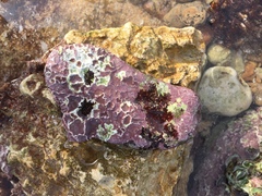 Lithophyllum incrustans