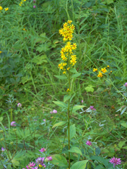Solidago dahurica