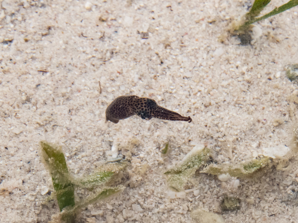 Thumbnail Squid