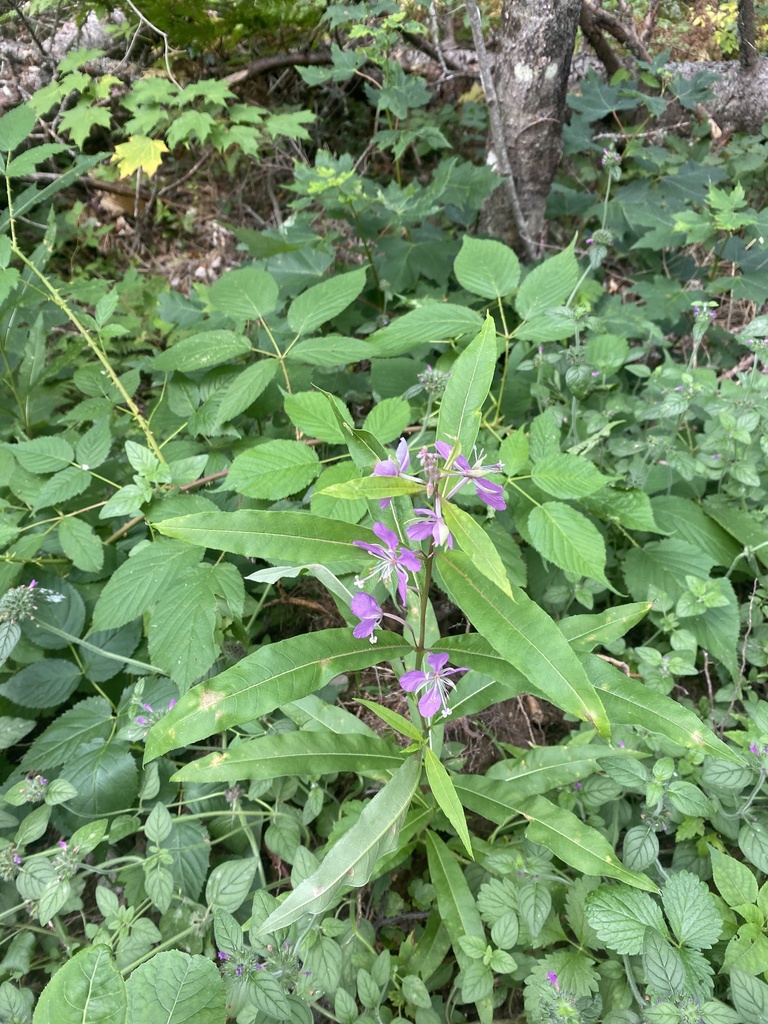 Fireweed From Ottawa National Forest, Trout Creek, Mi, Us On September 