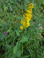 Solidago dahurica