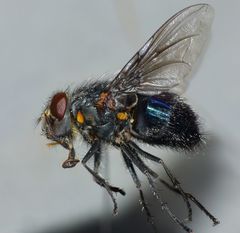 Calliphora quadrimaculata