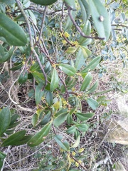 Myrsinoideae