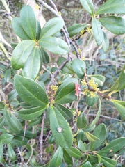 Myrsinoideae