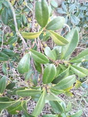 Myrsinoideae