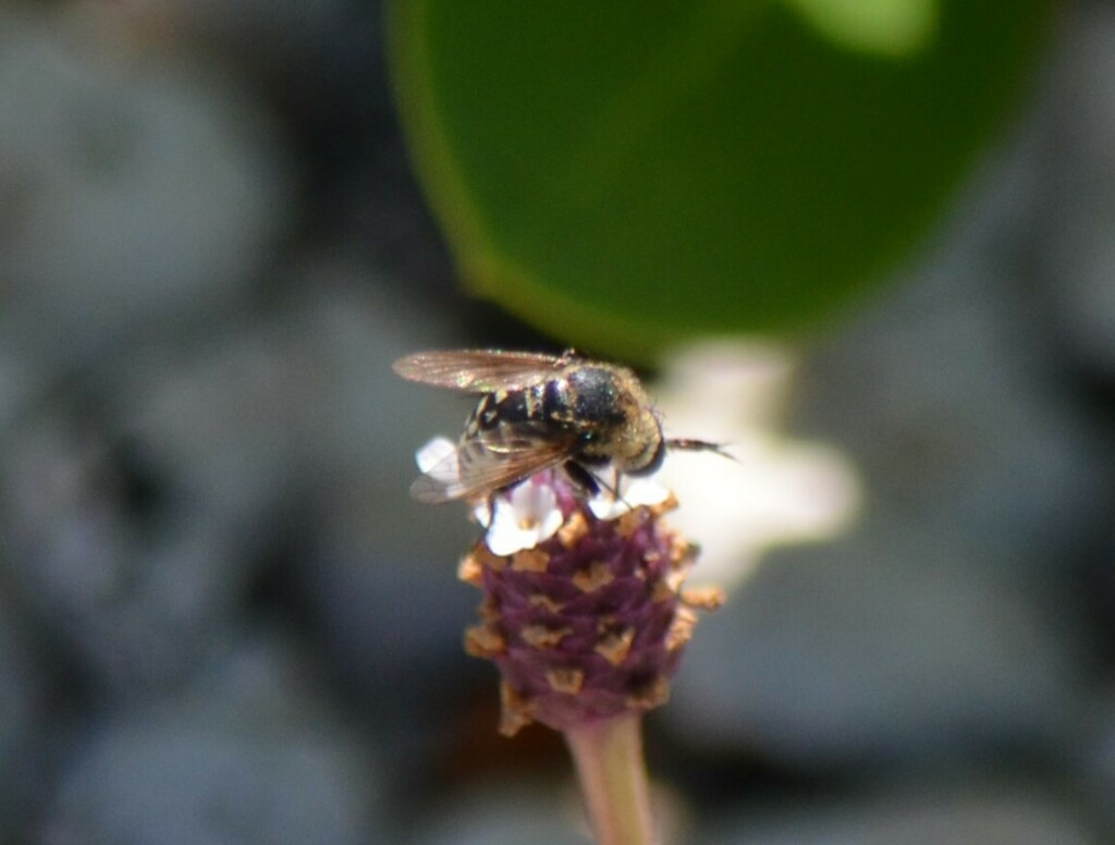 Toxophora amphitea