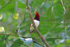 King Bird-Of-Paradise photo 4