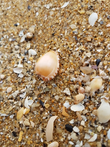 Notocypraea angustata