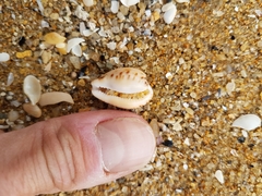 Notocypraea angustata