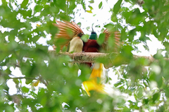 Lesser Bird-Of-Paradise photo 3
