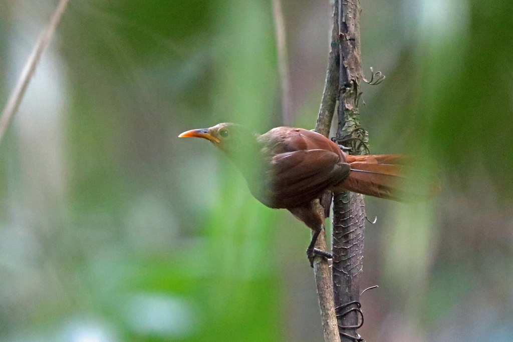 Papuan Babbler photo