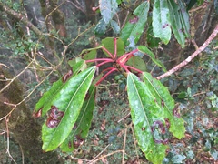 Daphniphyllum himalaense