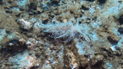 Dendronotus iris