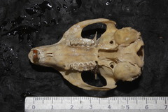 Otospermophilus variegatus variegatus