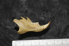 Otospermophilus variegatus variegatus