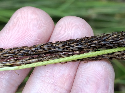 Carex uncinata