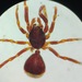 Fernandezina - Photo (c) Rike de Deus Silva,  זכויות יוצרים חלקיות (CC BY-NC), הועלה על ידי Rike de Deus Silva