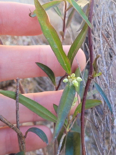 Image of Billardiera versicolor by (c) Eamonn Culhane, some rights reserved (CC BY)