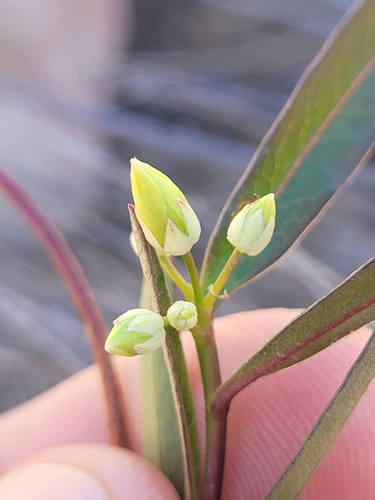 Image of Sweet Appleberry (Billardiera versicolor) by (c) Eamonn Culhane, some rights reserved (CC BY)
