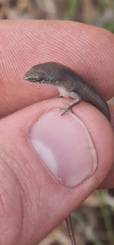Rainbow-skink, Lygisaurus foliorum