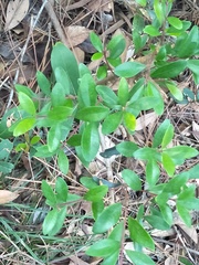 Syzygium buxifolium