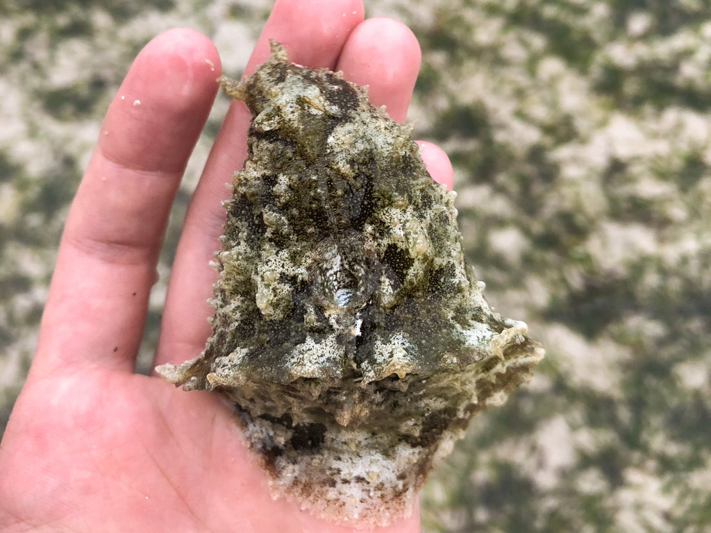 Anvil Sea Hare