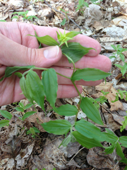 Prosartes lanuginosa