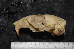 Otospermophilus variegatus variegatus