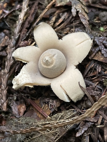 Geastrum (Photo 4 of 4)