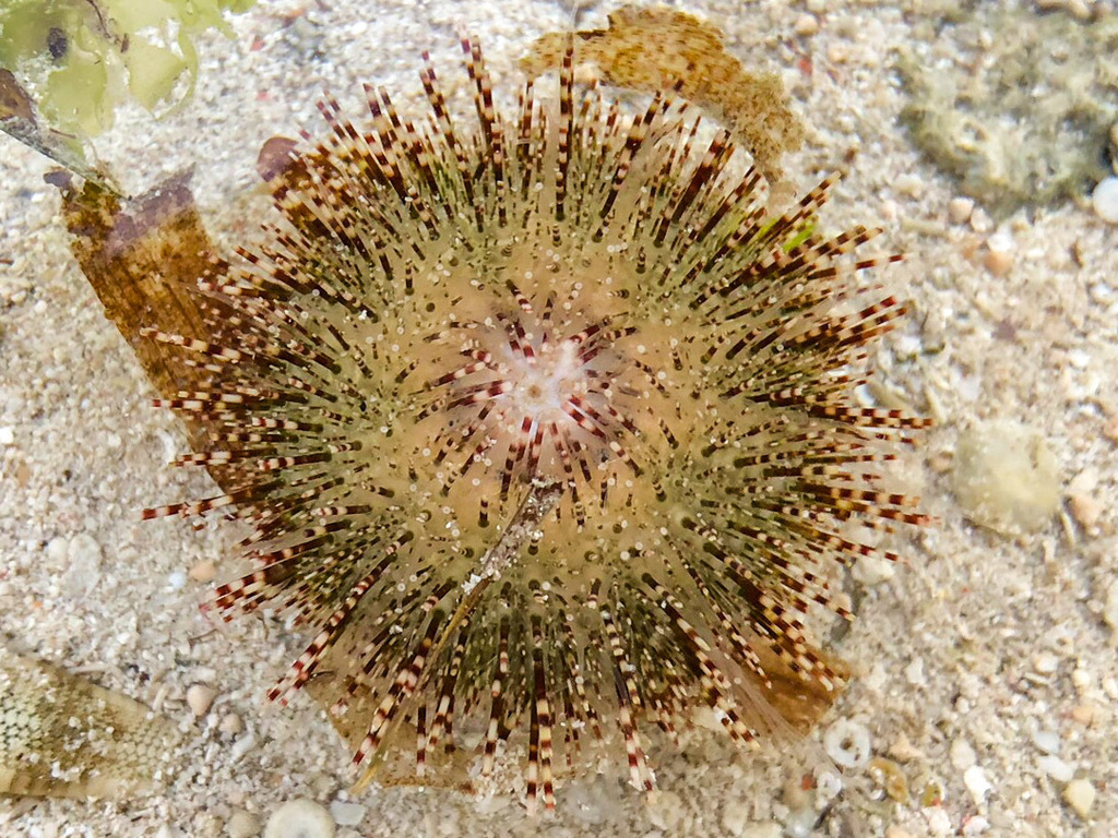Salmacis