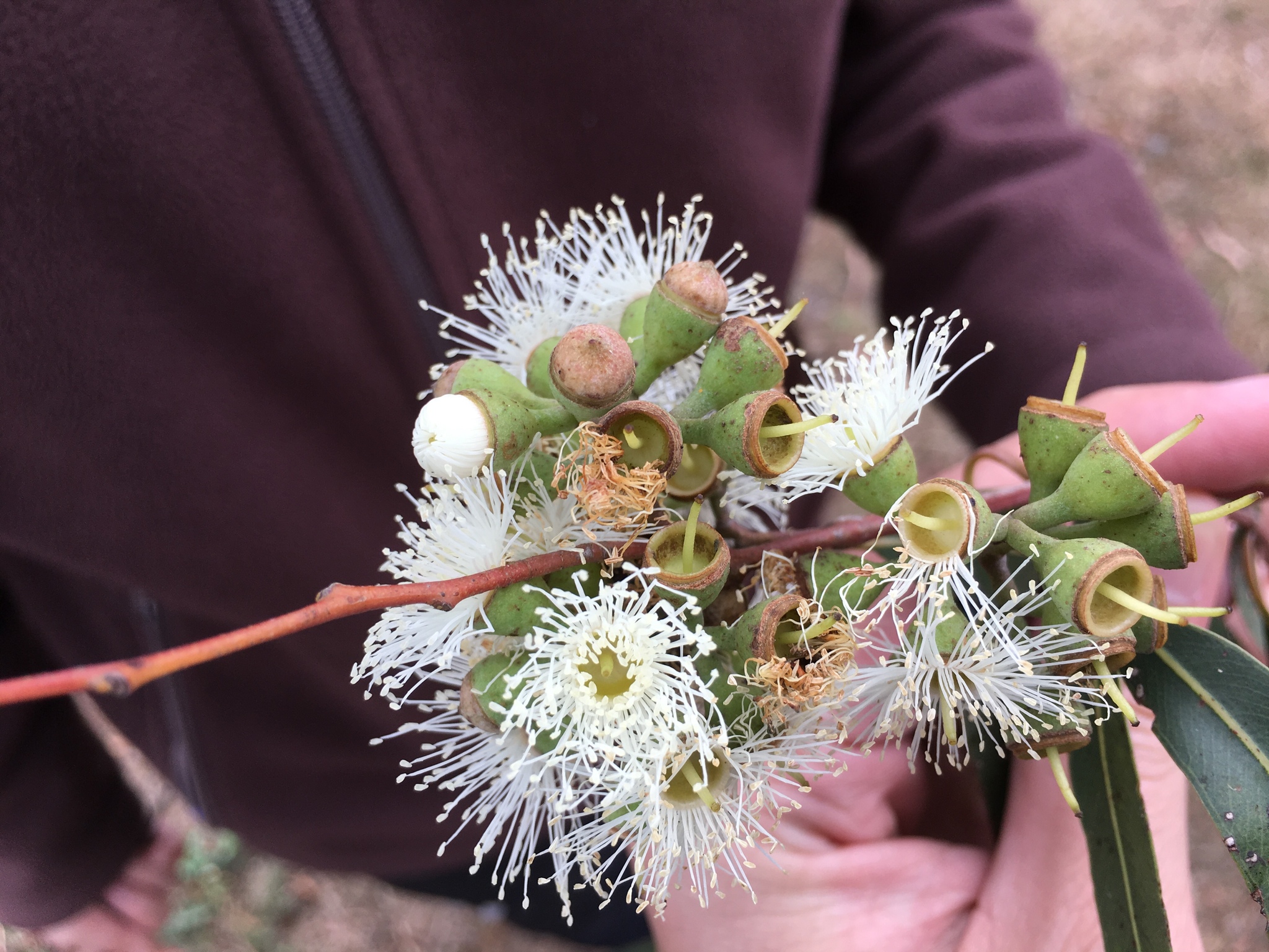 Corymbia citriodora