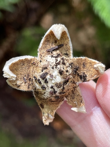 Geastrum (Photo 2 of 4)