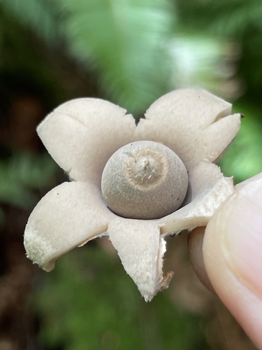 Geastrum (Photo 3 of 4)