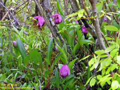Cypripedium tibeticum