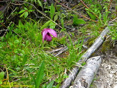 Cypripedium tibeticum