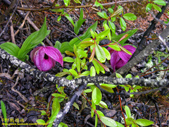 Cypripedium tibeticum