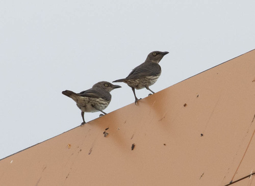 Moluccan Starling (Aplonis mysolensis), photo 3