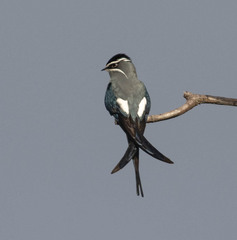 Moustached Treeswift photo 3