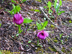 Cypripedium tibeticum