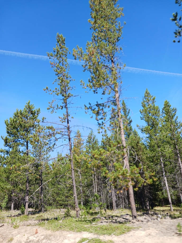 Interior Lodgepole Pine from Umatilla County, USOR, US on September 5, 2023 at 1039 AM by Sean